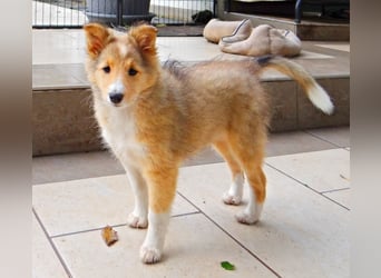 Sheltie Welpen