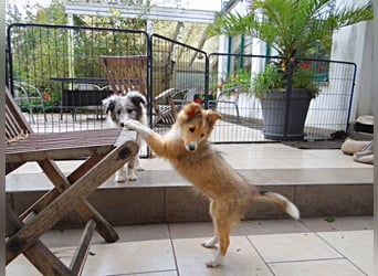Sheltie Welpen