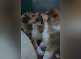 Sheltie Welpen