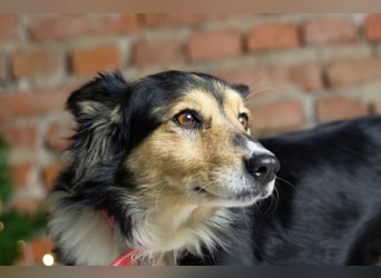 ORFEY Sucht Anschluss (Ukraine)