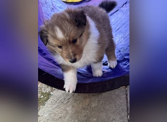 Sheltie Welpen suchen ihre Lieblingsmenschen