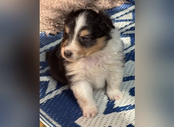 Sheltie Welpen suchen ihre Lieblingsmenschen