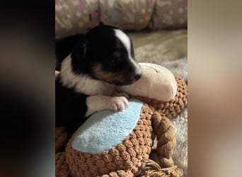 Sheltie Welpe sucht seine(n) Lieblingsmenschen