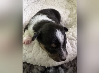 Sheltie Welpe sucht seine(n) Lieblingsmenschen