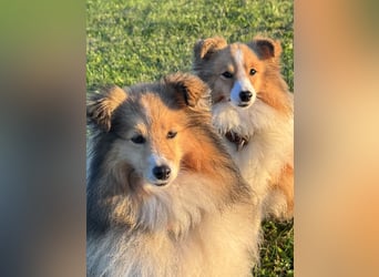 Sheltie Welpe sucht seine(n) Lieblingsmenschen