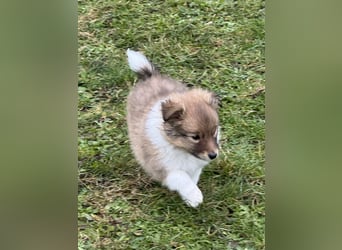 Sheltie Welpe aus VdH/ FCI Zucht