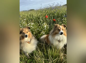 Sheltie Welpe sucht seine(n) Lieblingsmenschen