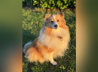 Sheltie Welpe aus VdH/ FCI Zucht