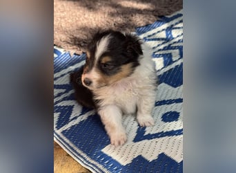 Sheltie Welpen suchen ihre Lieblingsmenschen