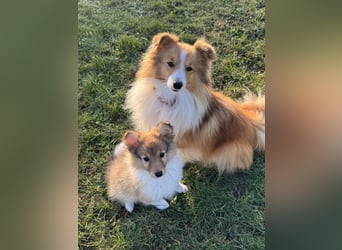 Sheltie Welpe aus VdH/ FCI Zucht
