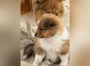 Sheltie Welpen suchen ihre Lieblingsmenschen