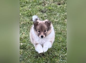 Sheltie Welpe aus VdH/ FCI Zucht