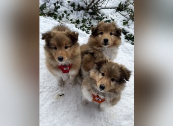 Sheltie Welpe aus VdH/ FCI Zucht