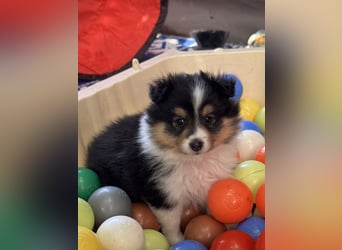Sheltie Welpen suchen ihre Lieblingsmenschen