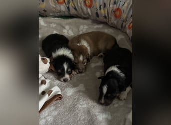 Sheltie Welpe sucht seine(n) Lieblingsmenschen