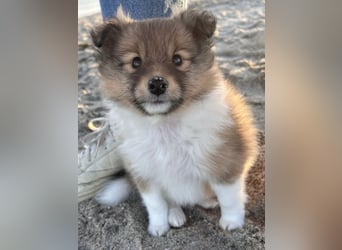 Sheltie Welpe aus VdH/ FCI Zucht