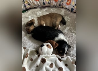 Sheltie Welpe sucht seine(n) Lieblingsmenschen