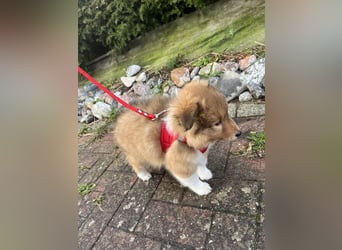 Sheltie Welpen suchen ihre Lieblingsmenschen