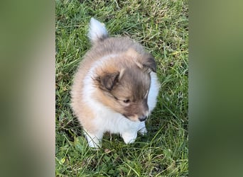 Sheltie Welpe aus VdH/ FCI Zucht