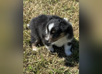 Sheltie Welpen suchen ihre Lieblingsmenschen