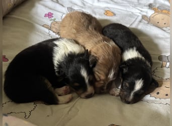Sheltie Welpe sucht seine(n) Lieblingsmenschen