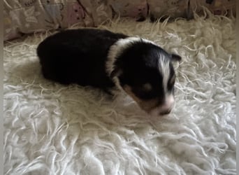 Sheltie Welpe sucht seine(n) Lieblingsmenschen