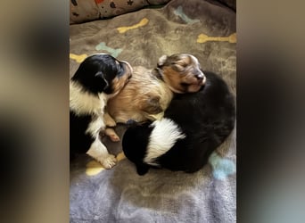 Sheltie Welpe sucht seine(n) Lieblingsmenschen