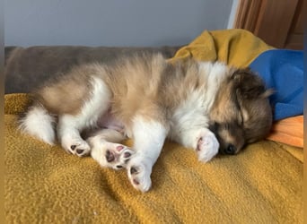 Sheltie Welpe aus VdH/ FCI Zucht