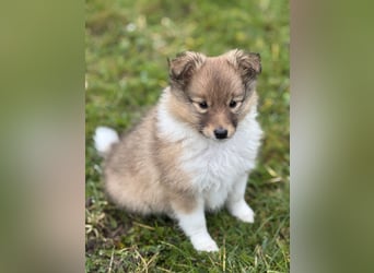 Sheltie Welpe aus VdH/ FCI Zucht