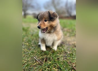 Sheltie Welpen suchen ihre Lieblingsmenschen