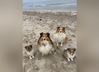 Sheltie Welpen suchen ihre Lieblingsmenschen
