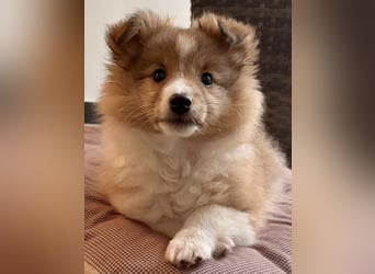 Sheltie Welpe aus VdH/ FCI Zucht