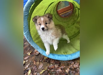 Sheltie Welpen suchen ihre Lieblingsmenschen