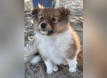 Sheltie Welpen suchen ihre Lieblingsmenschen