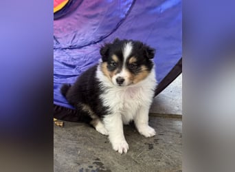 Sheltie Welpen suchen ihre Lieblingsmenschen