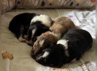 Sheltie Welpe sucht seine(n) Lieblingsmenschen
