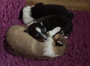 Sheltie Welpe sucht seine(n) Lieblingsmenschen