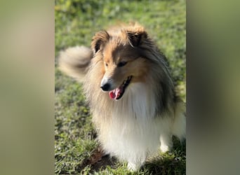 Sheltie Welpe aus VdH/ FCI Zucht