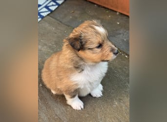 Sheltie Welpen suchen ihre Lieblingsmenschen