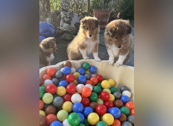 Sheltie Welpe aus VdH/ FCI Zucht