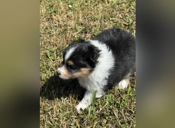 Sheltie Welpen suchen ihre Lieblingsmenschen