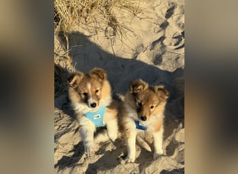 Sheltie Welpen suchen ihre Lieblingsmenschen