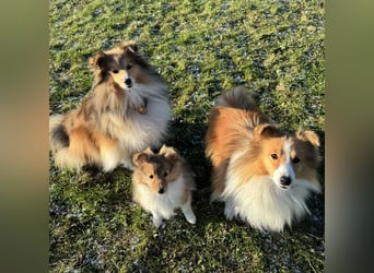 Sheltie Welpe aus VdH/ FCI Zucht