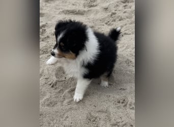 Sheltie Welpen suchen ihre Lieblingsmenschen