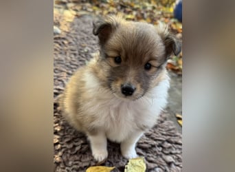 Sheltie Welpe aus VdH/ FCI Zucht