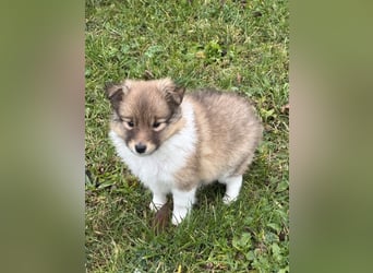 Sheltie Welpe aus VdH/ FCI Zucht
