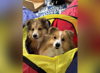 Sheltie Welpen suchen ihre Lieblingsmenschen