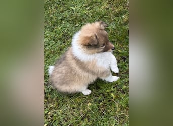 Sheltie Welpe aus VdH/ FCI Zucht