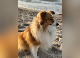 Sheltie Welpe aus VdH/ FCI Zucht