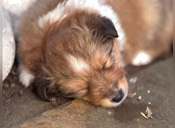 Sheltie Welpen suchen ihre Lieblingsmenschen